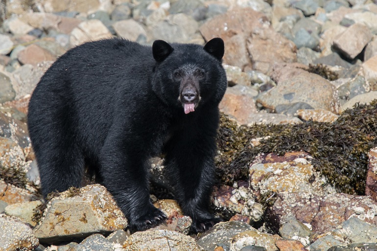 adult black bear
