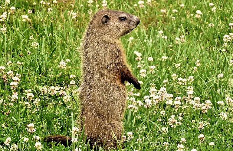 A large Groundhog or Woodchuck sitting in a humane / Have-A-Heart