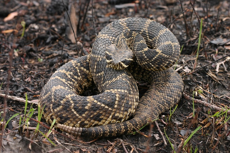 venomous north american snakes