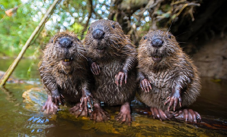 beaver family animals
