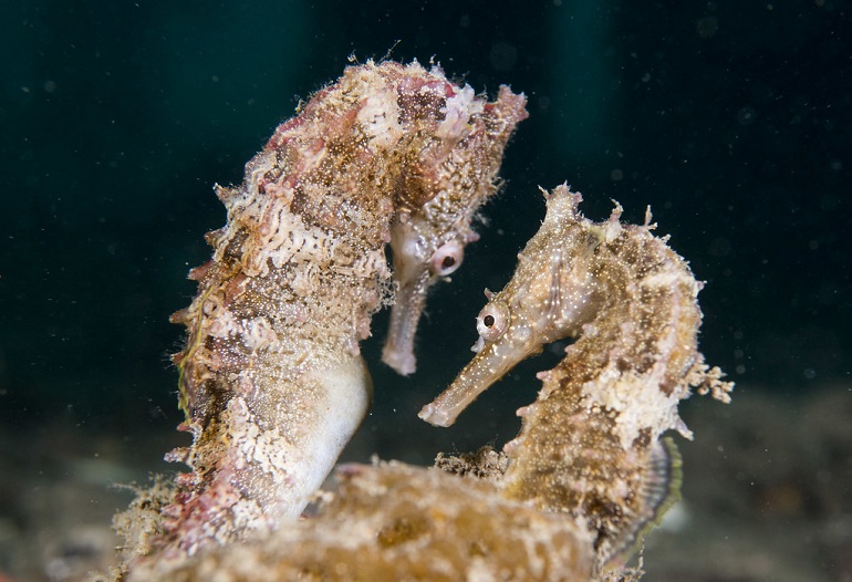 fish in the genus hippocampus
