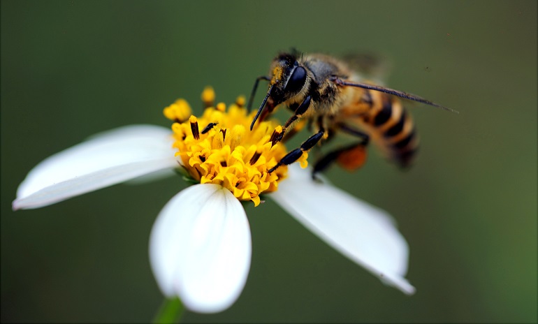 16 Amazing Facts About Bees You Need To Know