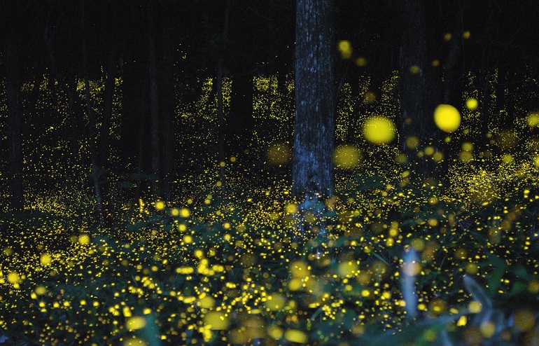 Fireflies Are Disappearing, and Agriculture Is Partly to Blame