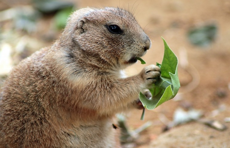 why are groundhogs busy eating in the fall
