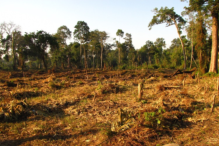 The Impact of Deforestation in Côte d'Ivoire - The Borgen Project