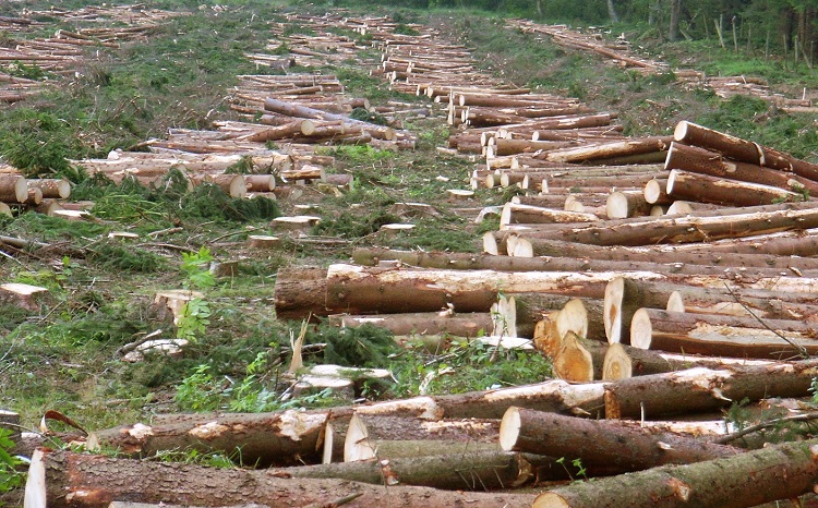 logging wood