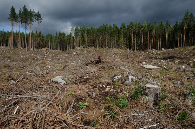 deforestation in us forested land