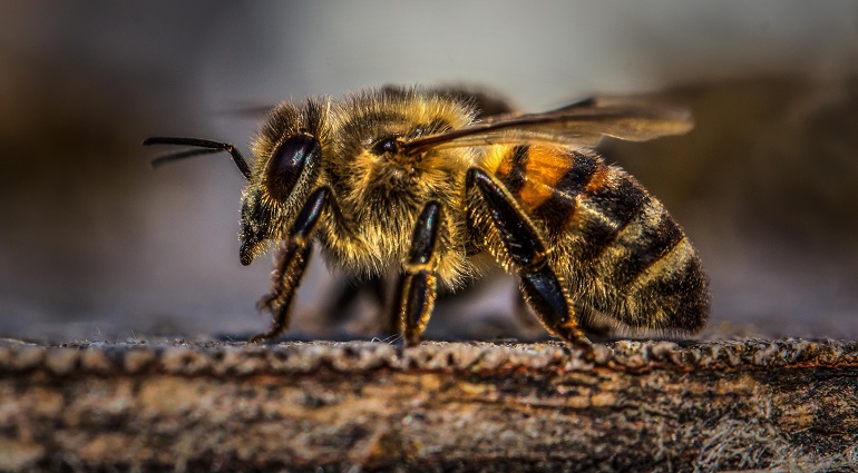 fun facts about bees
