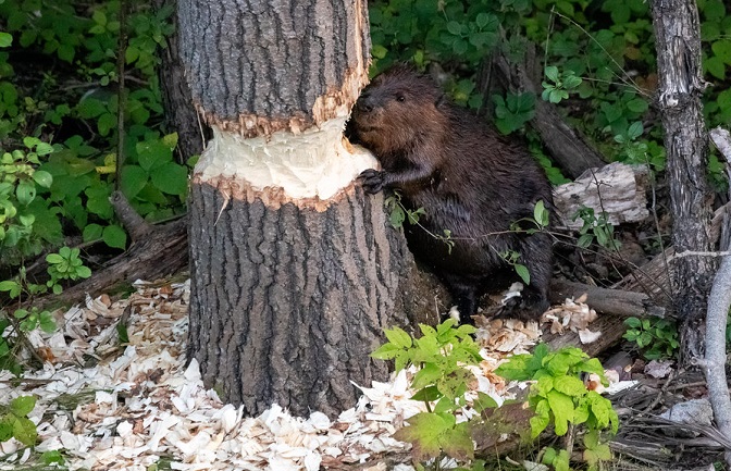 black beaver animal
