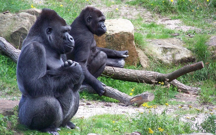 White Wolf : Young Gorillas Observed Destroying Poachers' Traps