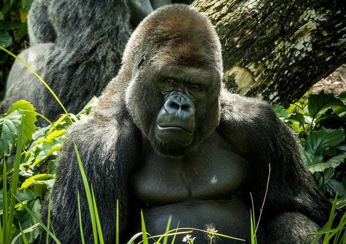 gorilla background