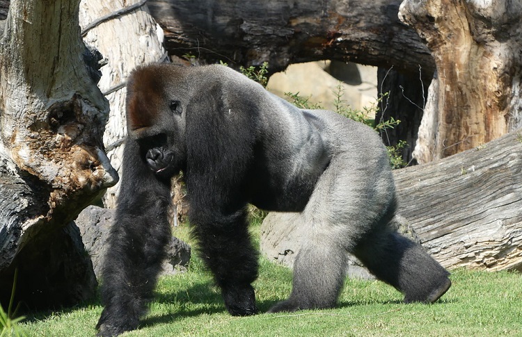 gorrilla information