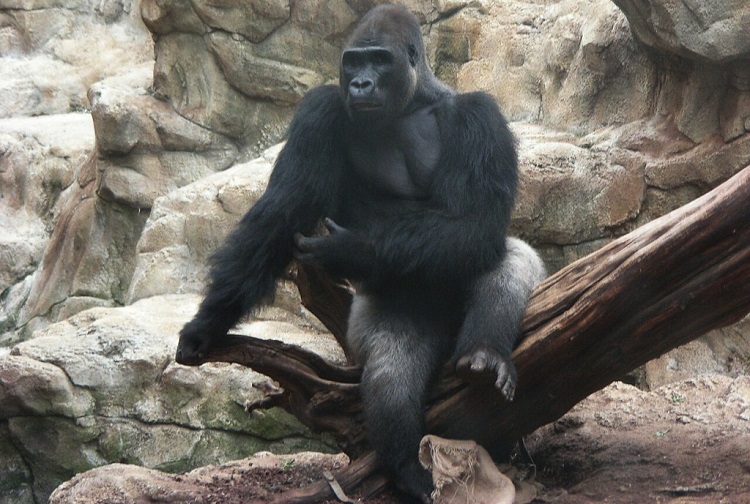 why are gorillas endangered