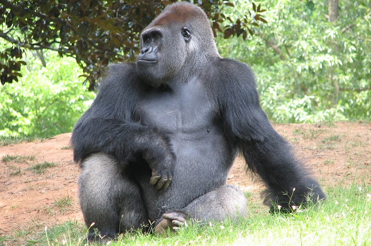 gorilla