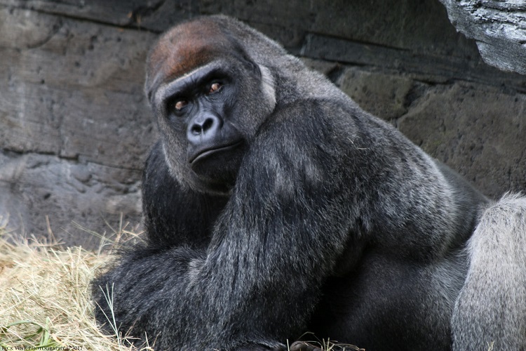 gorilla species