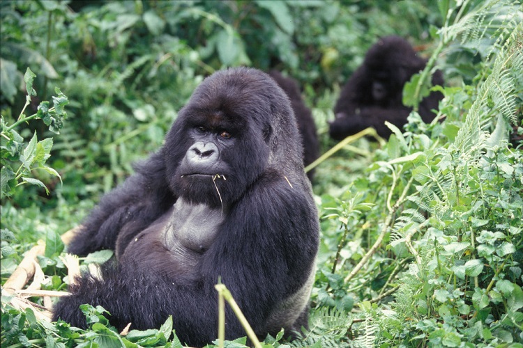 Various Gorillas have been seen breaking poachers traps : r