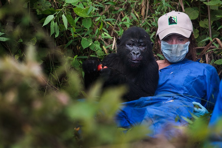 gorilla with human