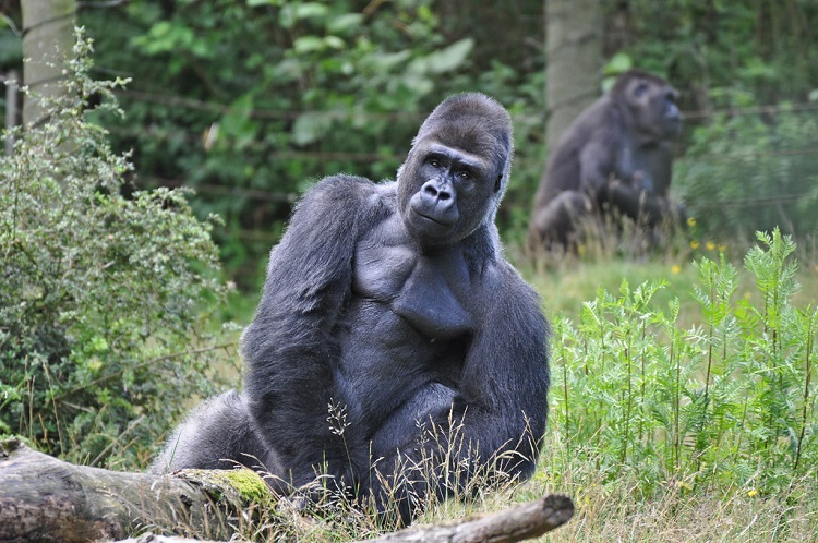 different type of gorillas