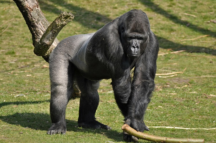 All About Gorilla The Epitome Of Strength