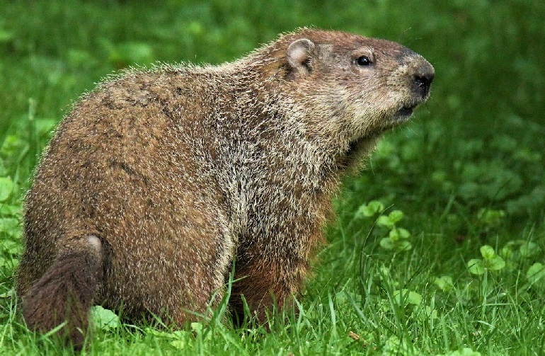 where do groundhogs live
