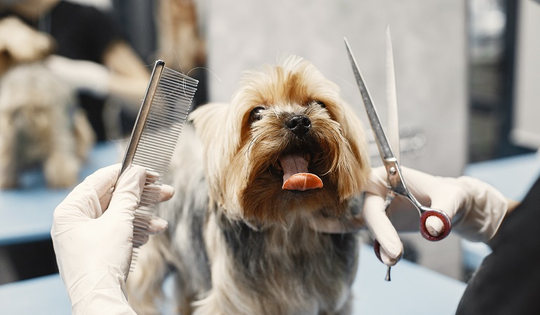 average cost of dog grooming