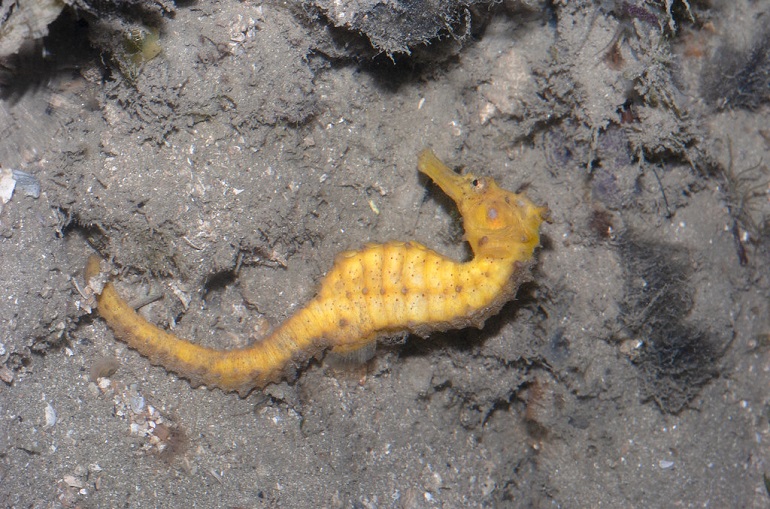 sea horse pictures
