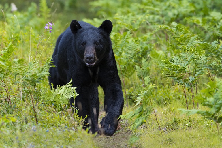 american black bear mass
