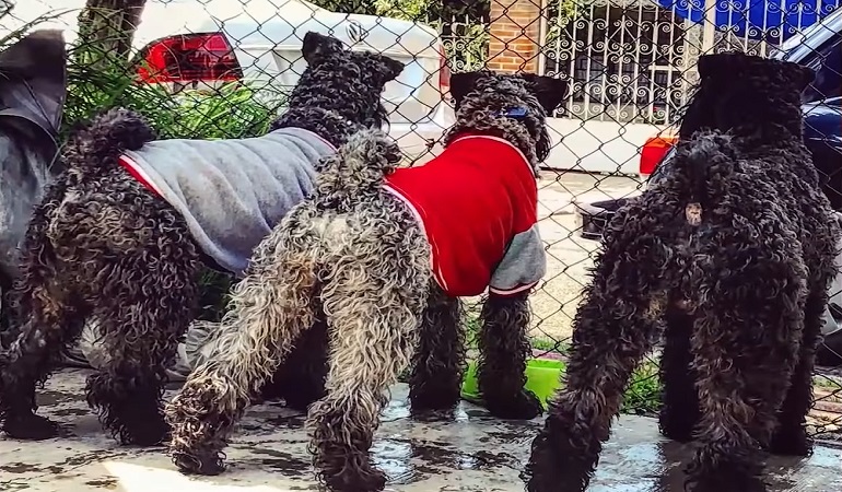 puppy kerry blue terrier