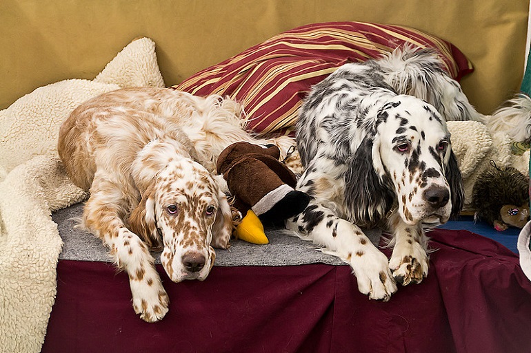 black and white english setter
