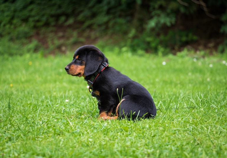 alpine dog
