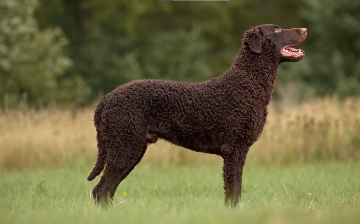 Golden retriever outlet with curly hair