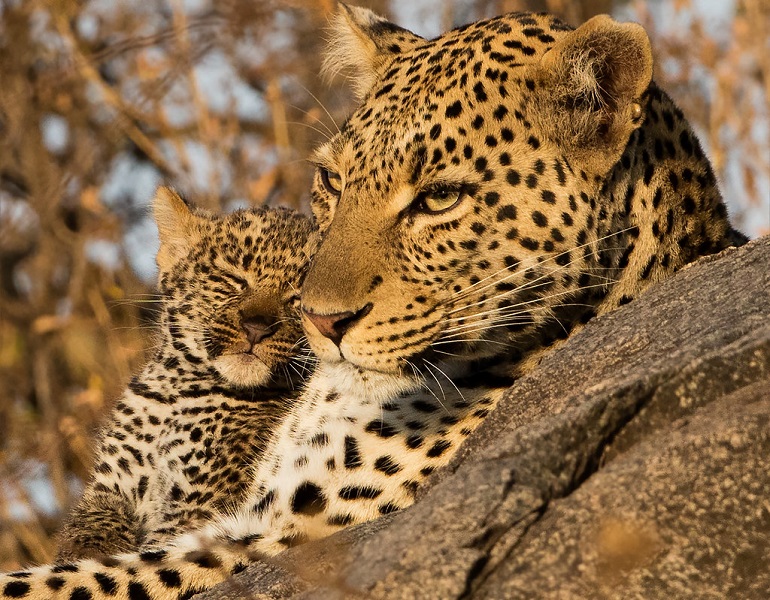 Leopard - All About The Fearsome, Glorious Large Carnivore