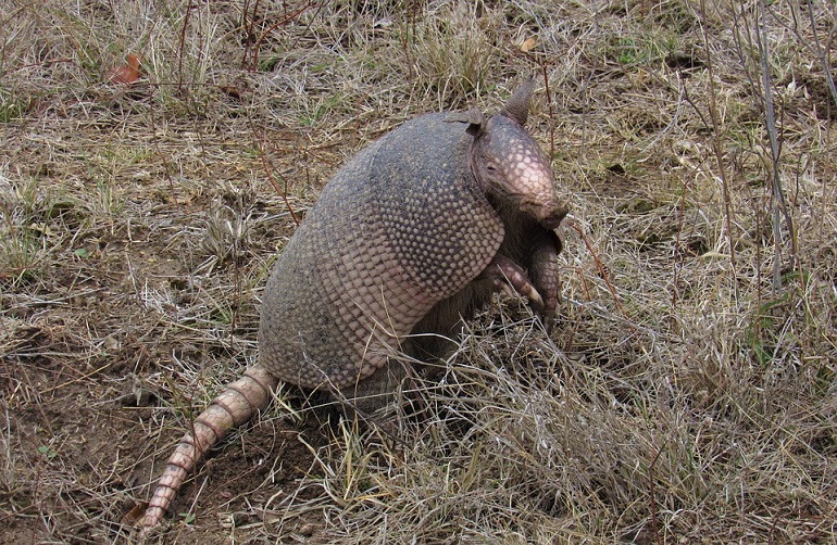 animal armadillo
