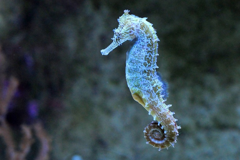 real seahorse
