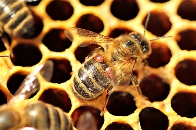 7 fun facts about bees
