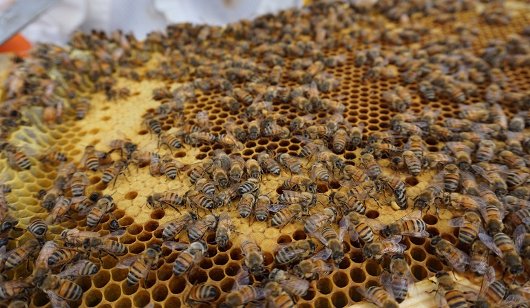 16 Amazing Facts About Bees You Need To Know, Bees - valleyresorts