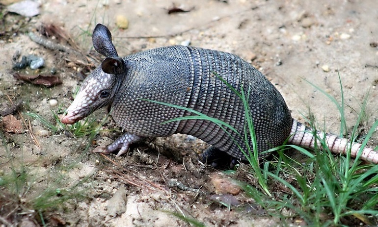 armadillo family