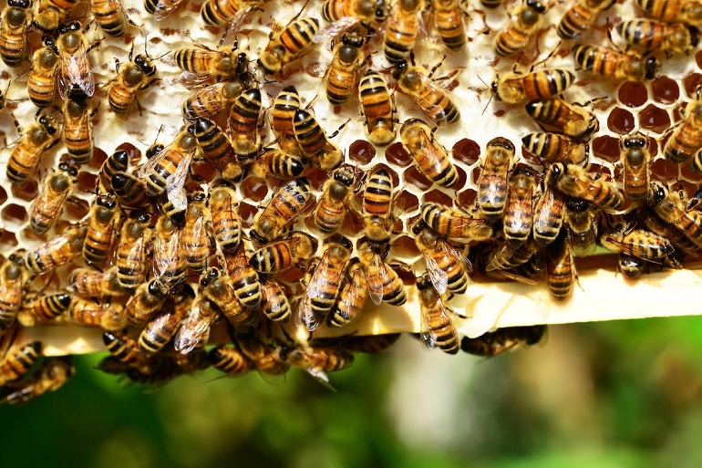 bees colony loss rates