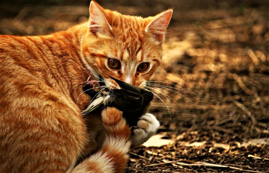 domestic cats killing birds
