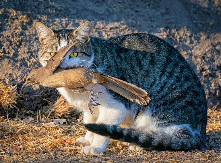 how many birds do cats kill every year
