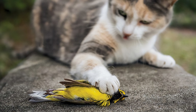 bird attack cat