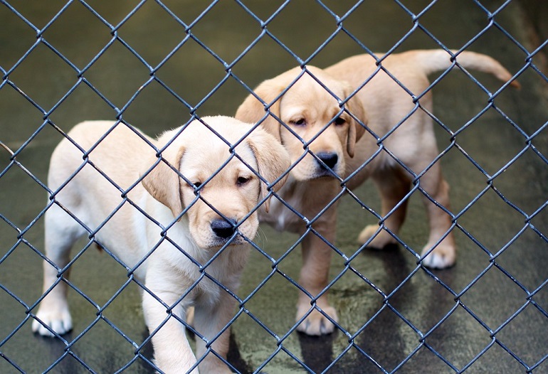 stop puppy mills
