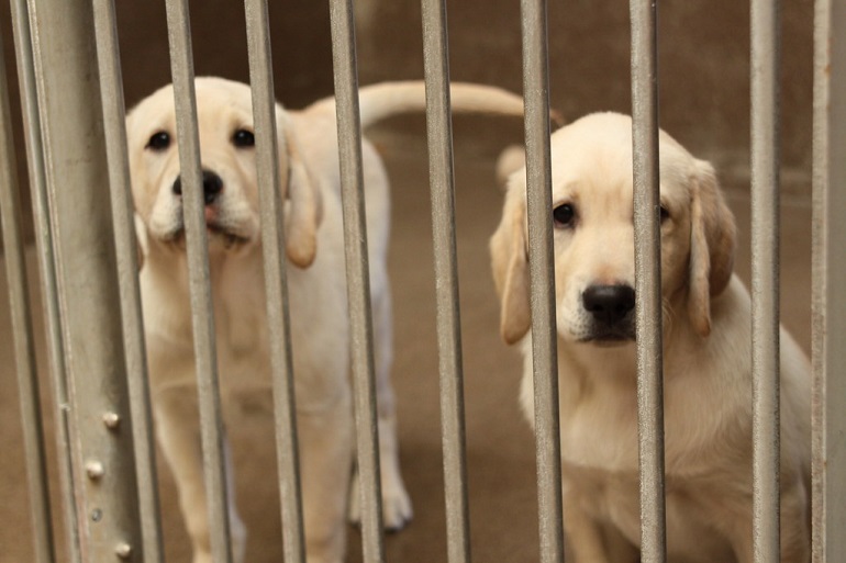 puppy mill vs breeder