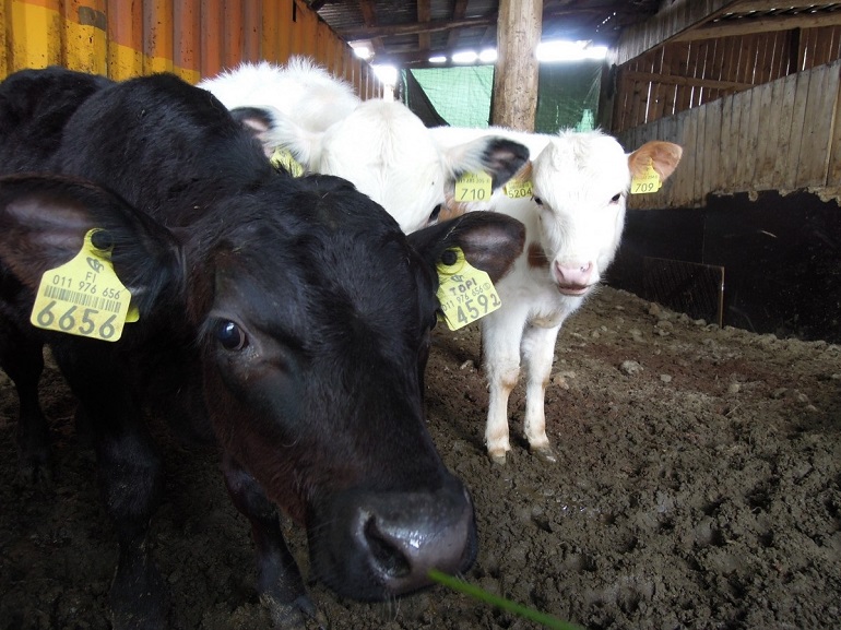 veal calves
