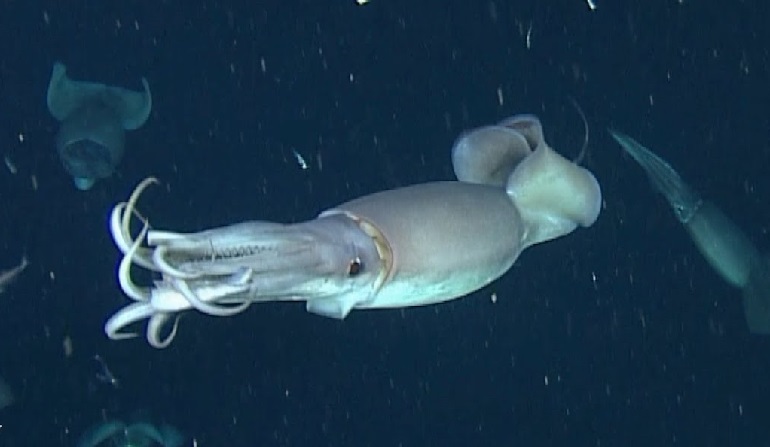 humbolt squid