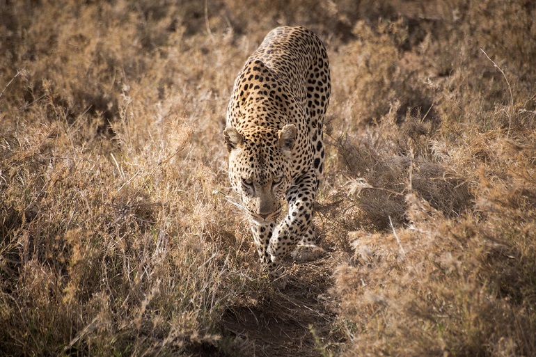 leopard habitat