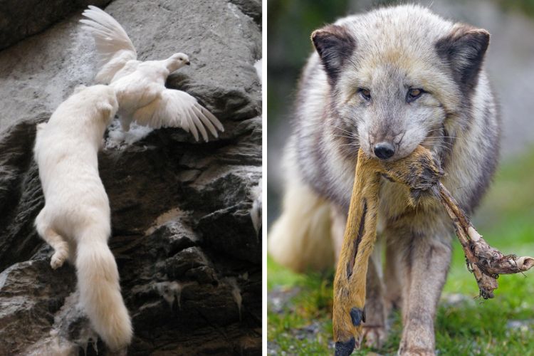 facts about the arctic fox