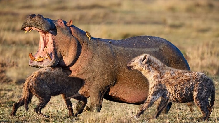 hippo population