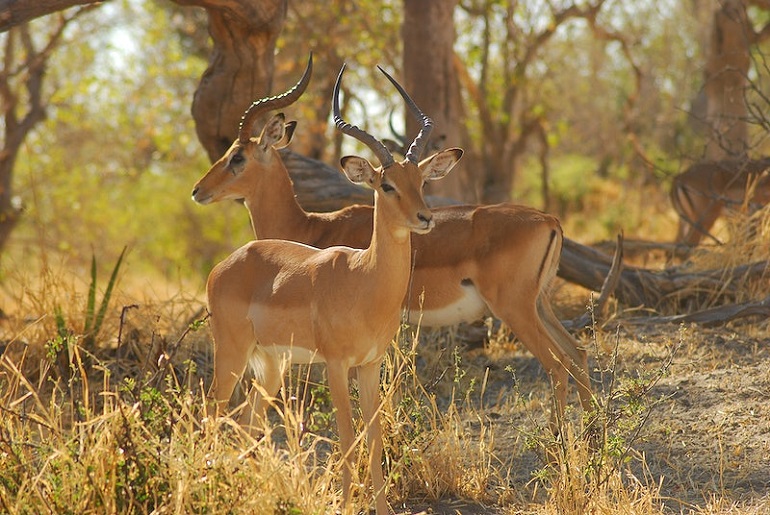 impala antelope
