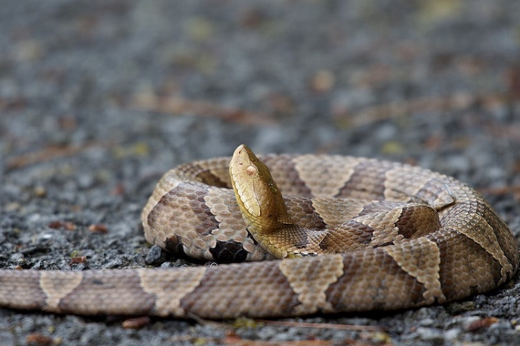 venomous snakes north america